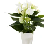 Anthurium andraeanum 'White'