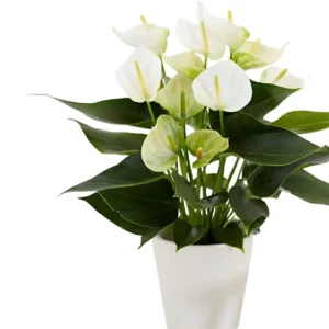 Anthurium andraeanum ‘White’