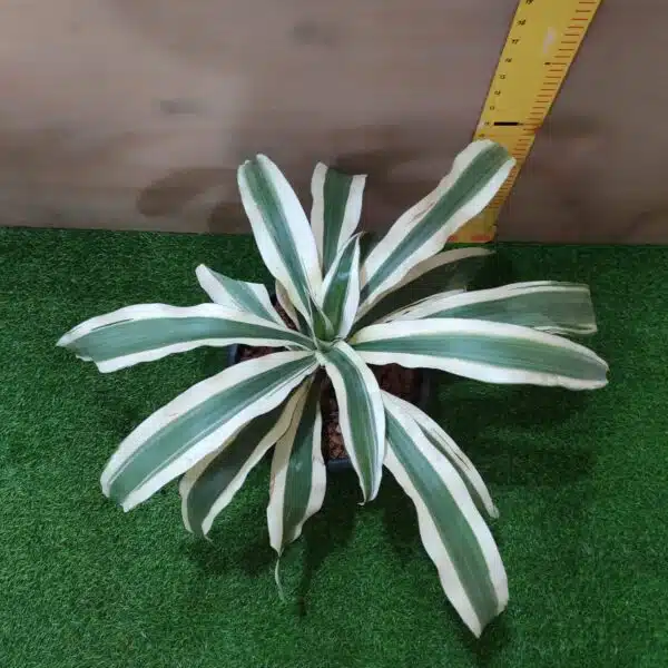 Dracaena Fragrans ‘Victoria White’ - Image 5