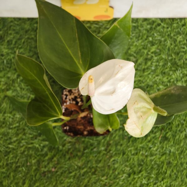 Anthurium andraeanum 'White' - Image 5