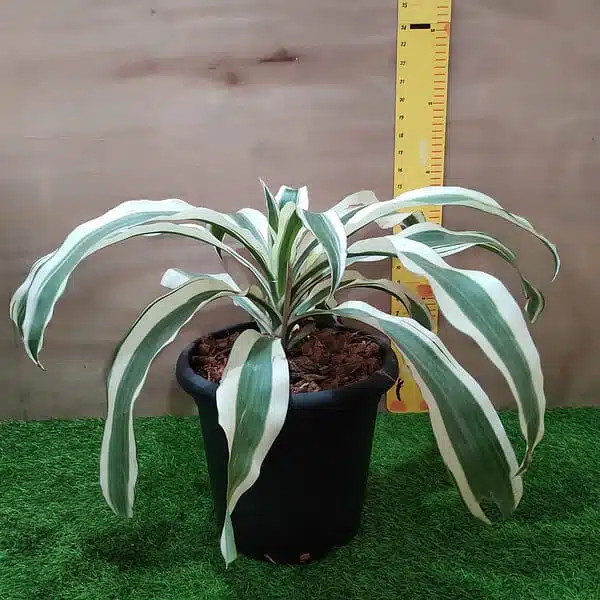 Dracaena Fragrans ‘Victoria White’ - Image 2