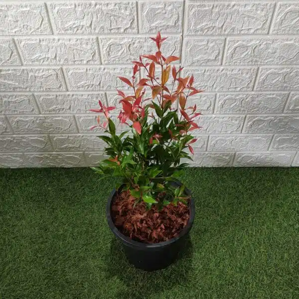 Syzygium Campanulatum Red (Eugenia) - Ficus Christina Plant - Image 3