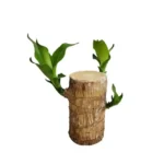 Dracaena hydroponic (Brazilian Lucky Wood)