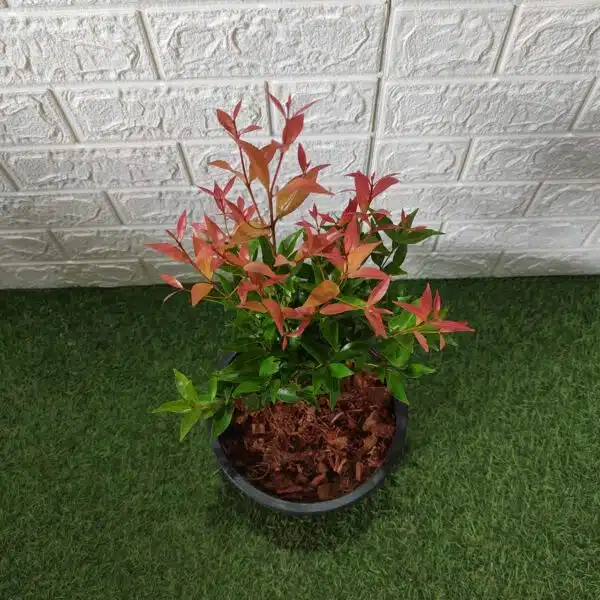 Syzygium Campanulatum Red (Eugenia) - Ficus Christina Plant - Image 5