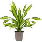 Dracaena Dara Singh (Massangeana) Plant XL Size