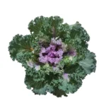 Ornamental Kale (Brassica oleracea var. acephala kale) Plant