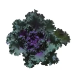 Ornamental Kale (Brassica oleracea var. acephala kale) Plant