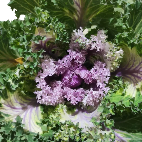 Ornamental Kale (Brassica oleracea var. acephala kale) Plant - Image 2