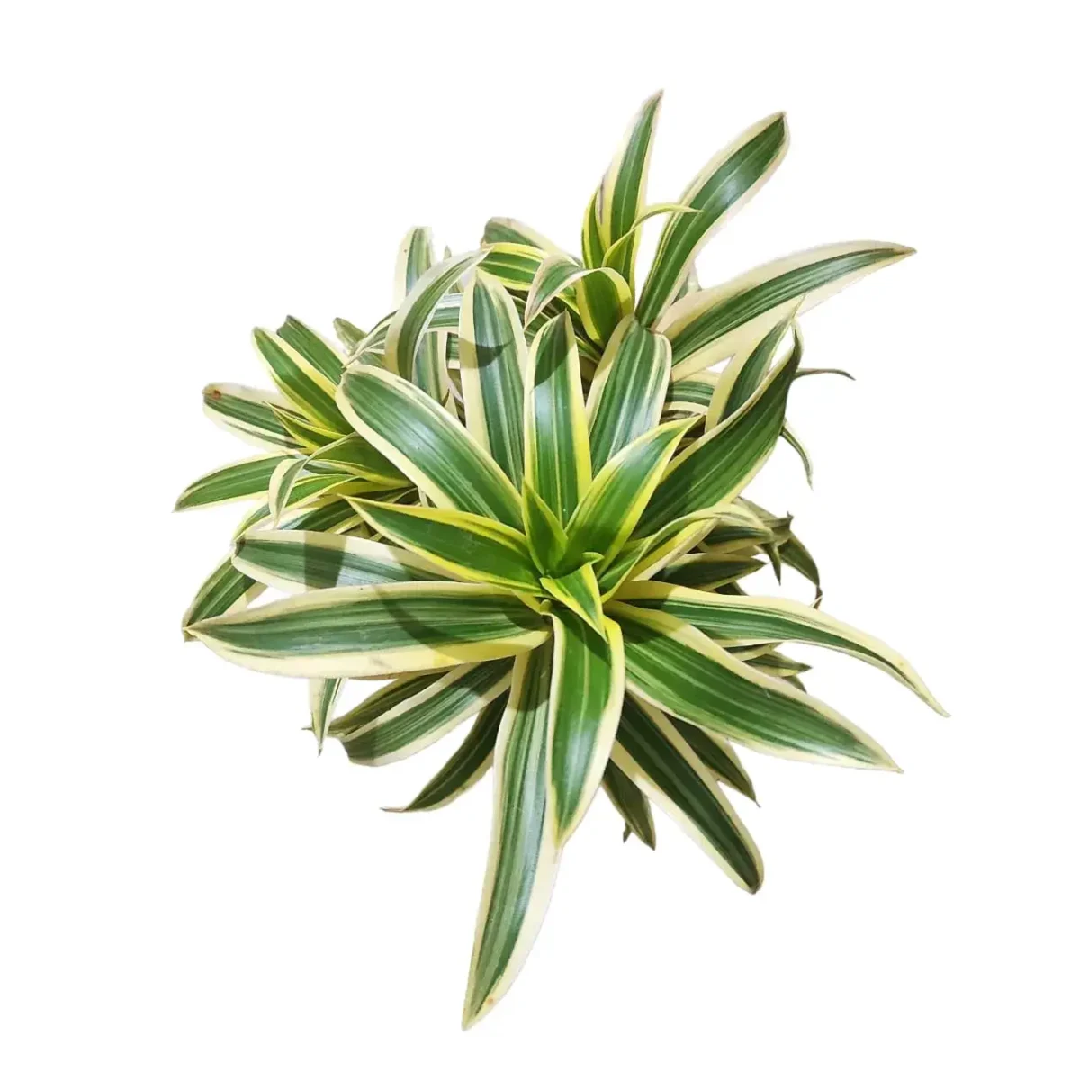 flaschenbaum elefantenfu Beaucarnea recurvata