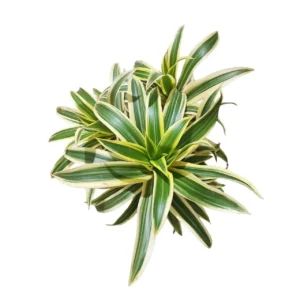 Dragon Tree (Dracaena reflexa variegata) Live Plant
