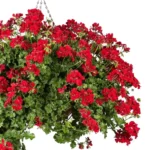 Pelargonium Peltatum Red (Ivy Geranium)