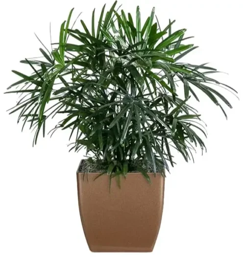 Lady Palm (Rhapis Excelsa)