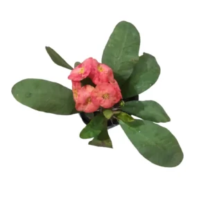 Euphorbia milii (Crown-of-thorns)