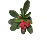 Euphorbia milii miniature (Crown-of-thorns) plant