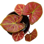 Caladium bicolor 'new wave'