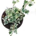 Ivy Glacier (Hedera helix)