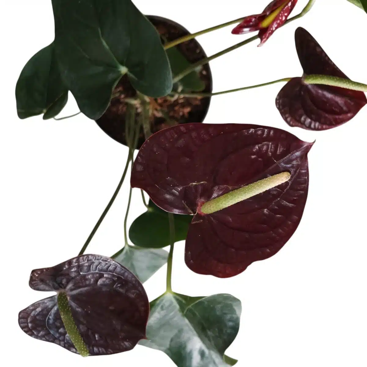 Anthurium Andraeanum 'Chocolate' Indoor Plant | Plantshub