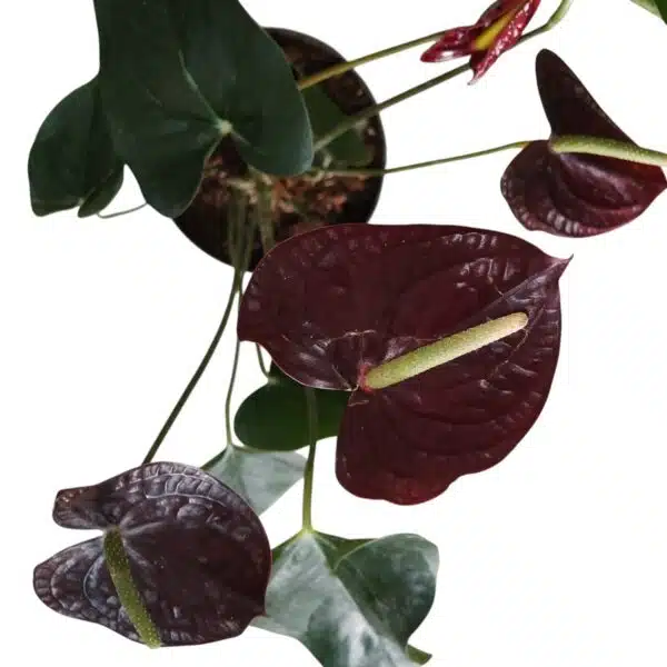 Anthurium andraeanum Sempre 'Chocolate' - Image 6