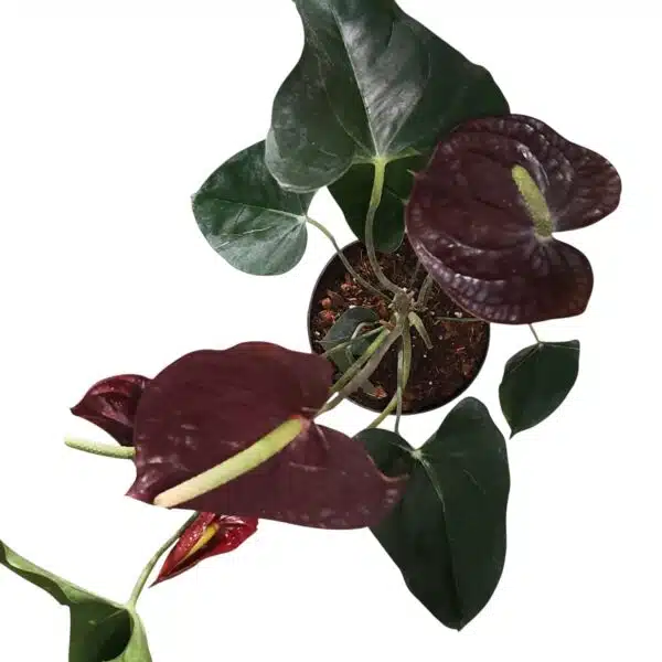 Anthurium andraeanum Sempre 'Chocolate' - Image 5