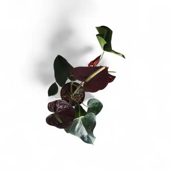 Anthurium andraeanum Sempre 'Chocolate' - Image 3