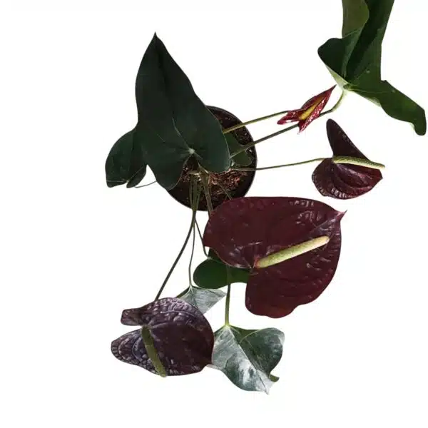 Anthurium andraeanum Sempre 'Chocolate' - Image 4
