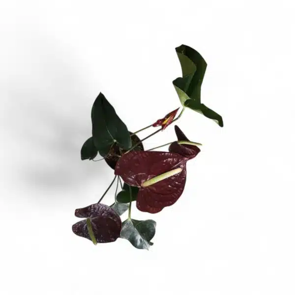 Anthurium andraeanum Sempre 'Chocolate' - Image 2