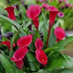 Calla Lilies Red (Zantedeschias)