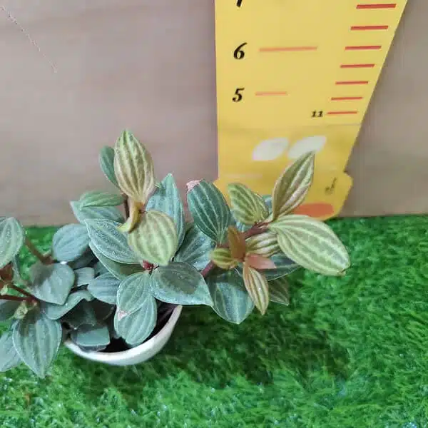 Peperomia puteolata (Parallel Peperomia) - Image 2