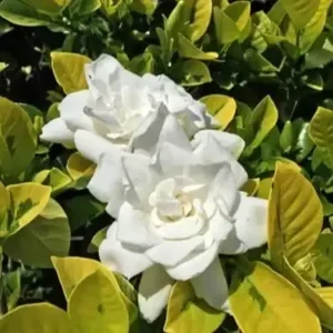 Gardenia jasminoides ‘Ogon no hana’ Gold Doubloon