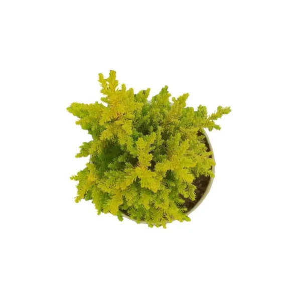Golden Cypress Live Plant