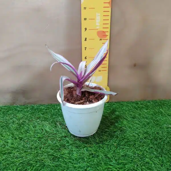 Tradescantia Spathacea Rhoeo Tricolor Houseplants Live Plant - Image 2