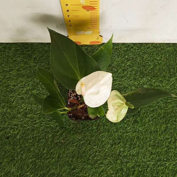 Anthurium andraeanum 'White' - Image 4