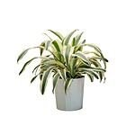 Dracaena Fragrans ‘Victoria White’