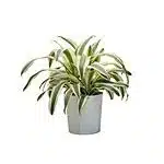 Dracaena Fragrans ‘Victoria White’
