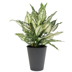 Aglaonema ‘Spring Snow’