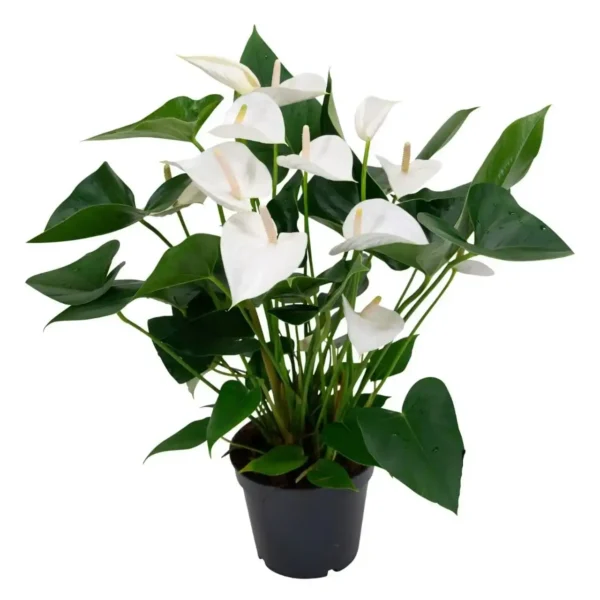 Anthurium andraeanum 'White' - Image 2