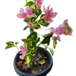 Bougainvillea Vicky