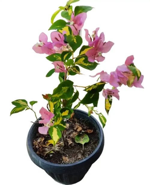 Bougainvillea Vicky (Paperflower)