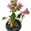 Bougainvillea Vicky plant
