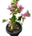 Bougainvillea Vicky plant