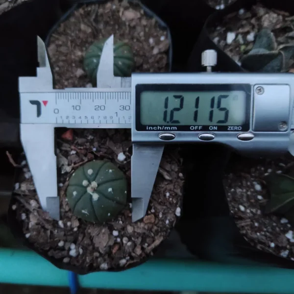 Astrophytum asterias var. nudum - Image 3