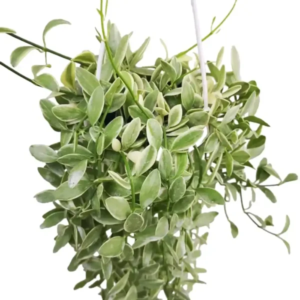 Dischidia oiantha 'Variegata' (White Diamond) - Image 6