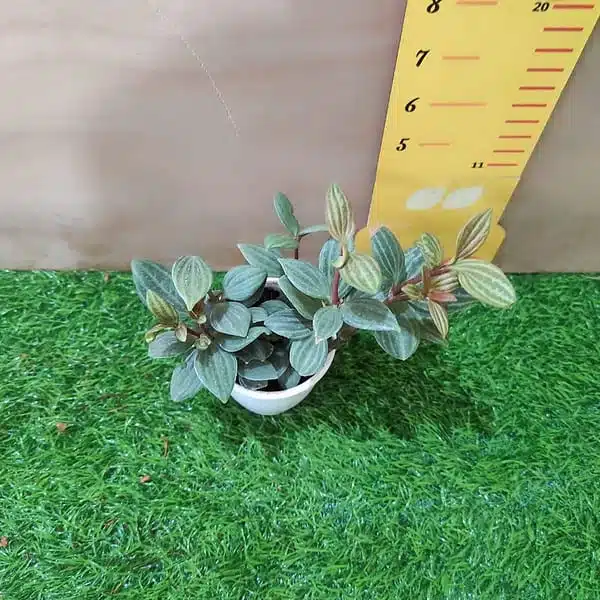 Peperomia puteolata (Parallel Peperomia) - Image 3