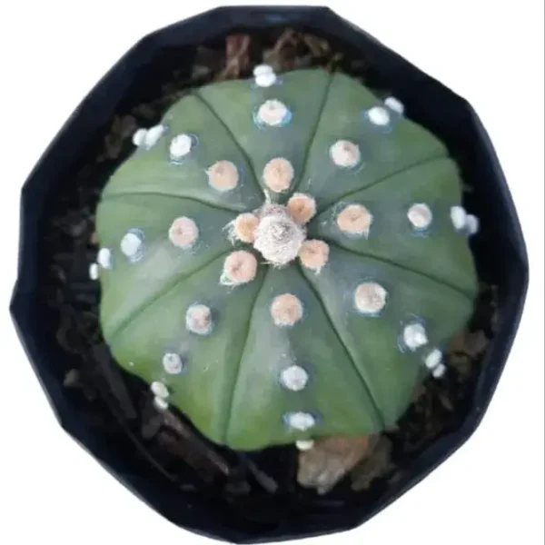 Astrophytum asterias var. nudum