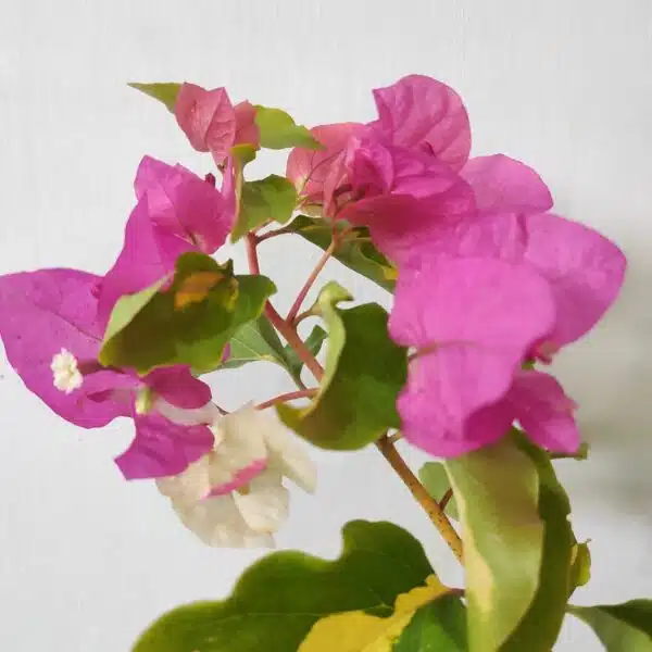 Bougainvillea Vicky (Paperflower) - Image 7