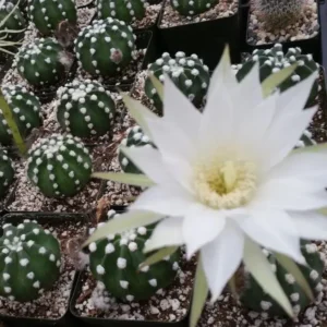 Astrophytum asterias (Echinopsis subdenudata, domino cactus)