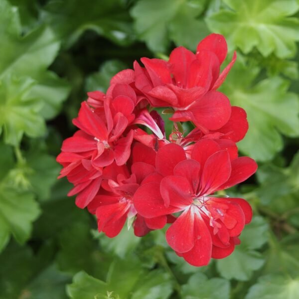 Pelargonium Peltatum Red (Ivy Geranium) - Image 2