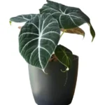 Alocasia Black Velvet (Reginula) Plant
