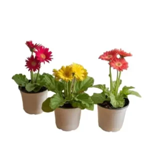 Gerbera (African daisy) Live Plant in mixed color