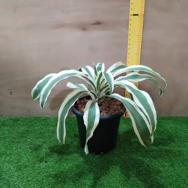 Dracaena Fragrans ‘Victoria White’ - Image 3